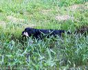 20160605-shrw-0153