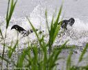 20160605-shrw-0355