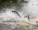 20160605-shrw-0542