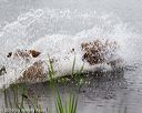 20160605-shrw-0666