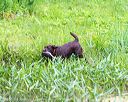 20160605-shrw-0756