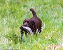 20160605-shrw-0768