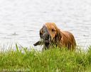 20160605-shrw-1062