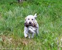20160605-shrw-1087