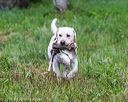20160605-shrw-1094
