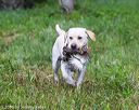20160605-shrw-1096