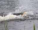 20160605-shrw-1111