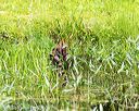 20160605-shrw-1156