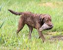 20160605-shrw-1236