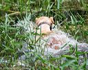 20160605-shrw-1419