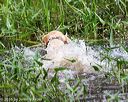20160605-shrw-1423