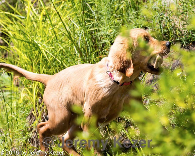 20160717-pww-0046.jpg