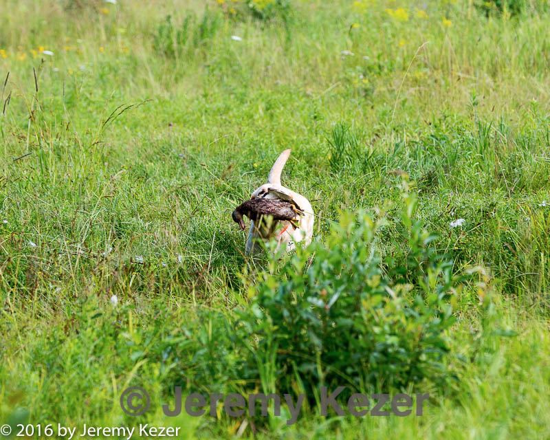 20160717-wcl-0045.jpg