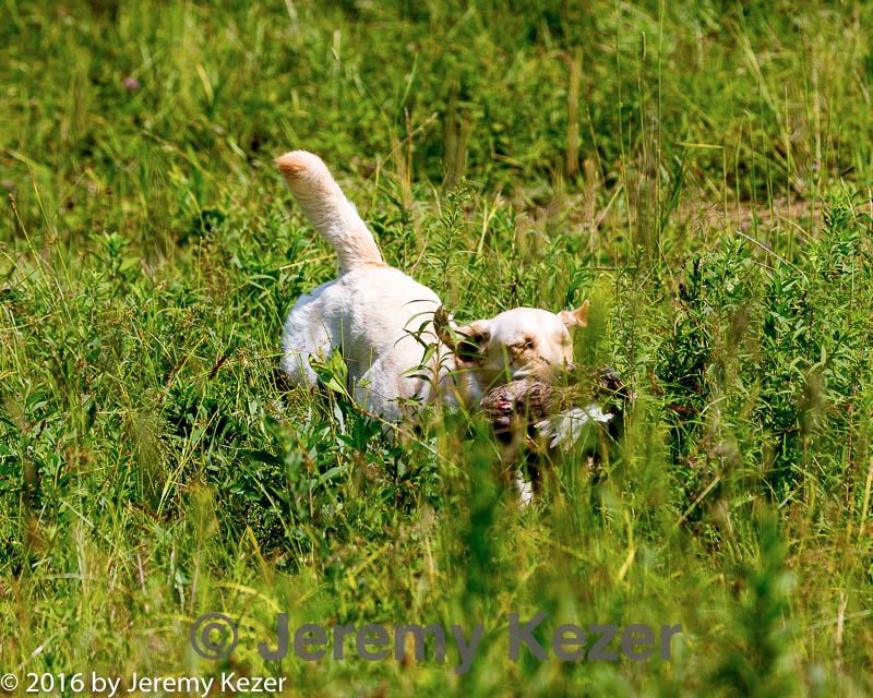 20160717-wcl-0279.jpg
