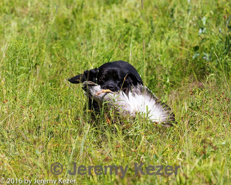 20160717-wcl-0346.jpg