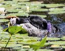 20160717-wcw-0108