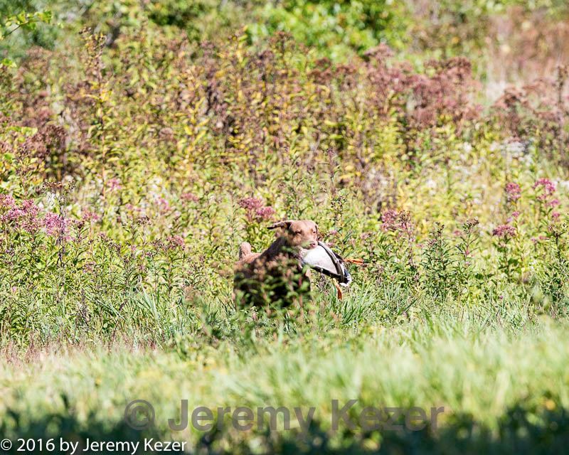 20160924-shl-0776.jpg
