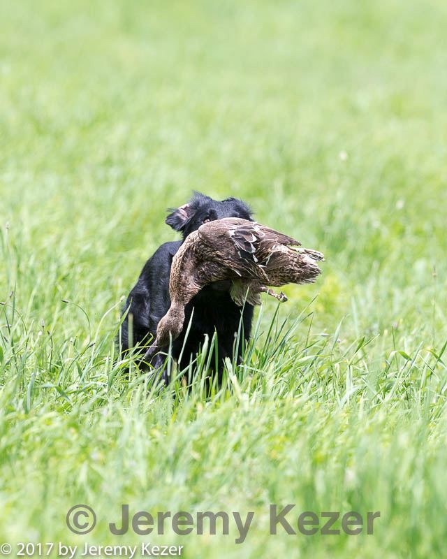 20170603-seal-0083.jpg