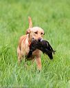 20170603-shrl-0079