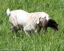 20170603-shrl-0130