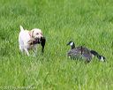 20170603-shrl-0240