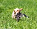 20170603-shrl-0459