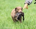 20170603-shrl-0611