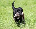 20170603-shrl-0838