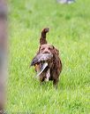 20170603-shrl-0930