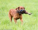 20170603-shrl-0945