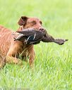 20170603-shrl-0964