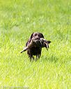20170603-shrl-1026