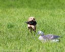 20170603-shrl-1041