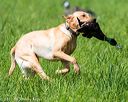 20170603-shrl-1053
