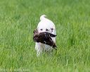 20170603-shrl-1114