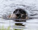 20170603-shrw-0003
