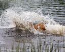 20170603-shrw-0429