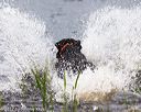 20170603-shrw-0542