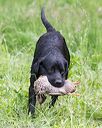 20170603-shrw-0594