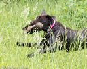20170603-shrw-0774