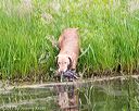 20170603-shrw-1342