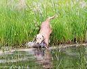 20170603-shrw-1343