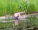 20170603-shrw-1347