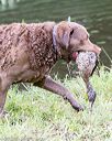 20170603-shrw-1724