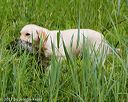 20170603-shrw-1747