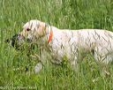20170603-shrw-1749