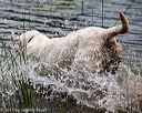 20170603-shrw-1795