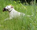 20170603-shrw-1813