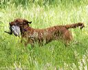 20170603-shrw-1854
