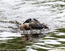 20170603-shrw-1900